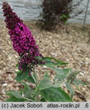 Buddleja Miss Molly