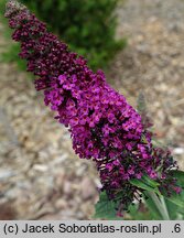 Buddleja Miss Molly
