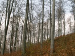 Fagus sylvatica (buk zwyczajny)