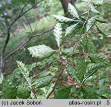Fagus sylvatica s.str. Dentata