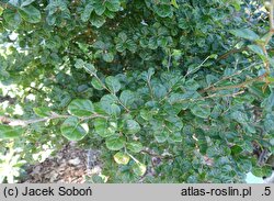 Fagus sylvatica s.str. Cockleshell
