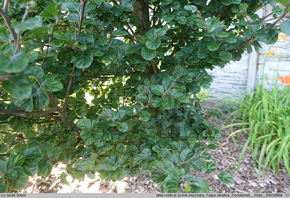 Fagus sylvatica s.str. Cockleshell