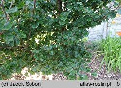Fagus sylvatica s.str. Cockleshell