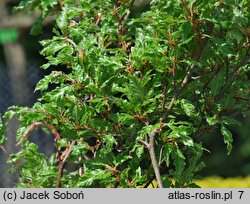 Fagus sylvatica Interrupta