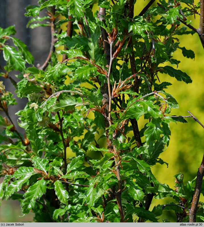 Fagus sylvatica s.str. Interrupta