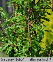 Fagus sylvatica Interrupta