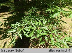 Fagus sylvatica s.str. Laciniata