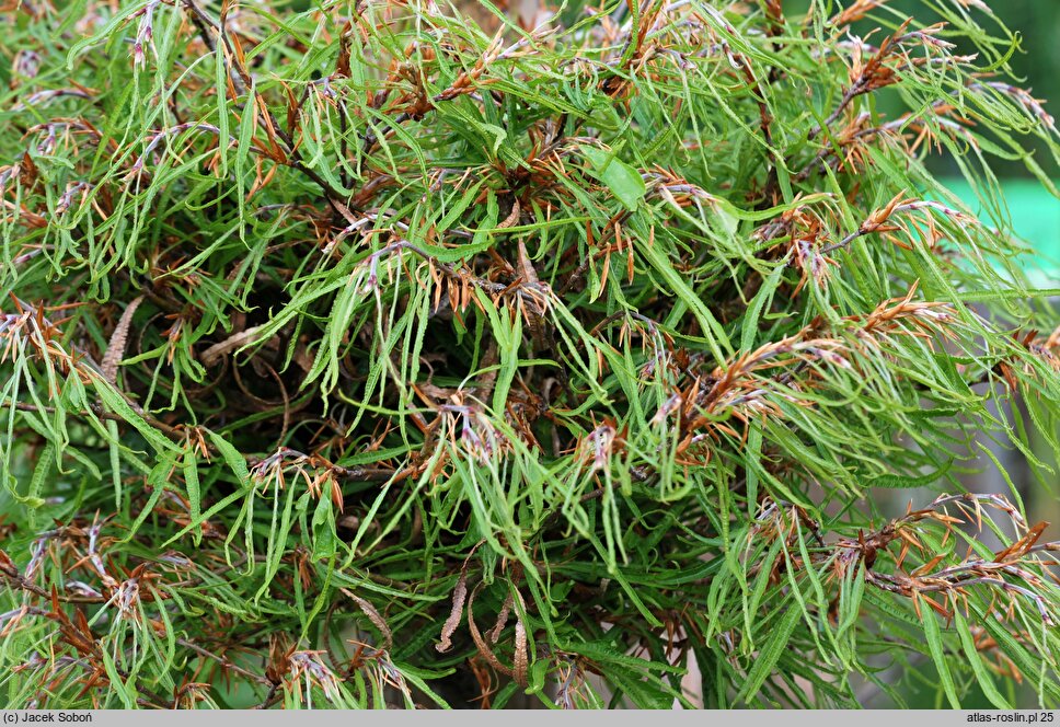 Fagus sylvatica Mercedes