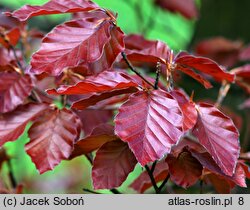 Fagus sylvatica Riversii