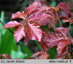 Fagus sylvatica Riversii