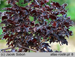 Fagus sylvatica Rohan Weeping