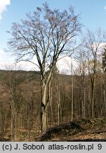 Fagus sylvatica (buk zwyczajny)