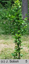 Fagus sylvatica Dawyck