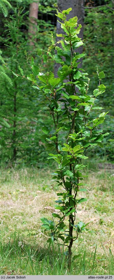 Fagus sylvatica s.str. Dawyck