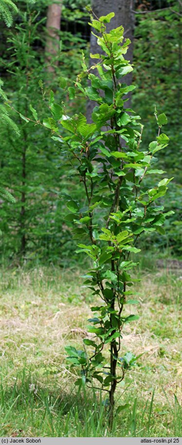 Fagus sylvatica Dawyck