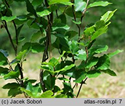 Fagus sylvatica Dawyck