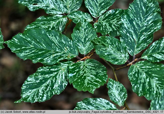 Fagus sylvatica (buk zwyczajny)
