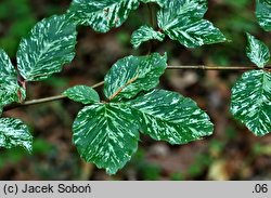 Fagus sylvatica (buk zwyczajny)