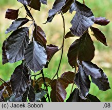 Fagus sylvatica Purple Fountain