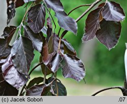 Fagus sylvatica s.str. Purple Fountain