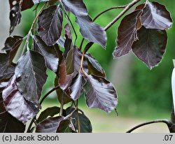 Fagus sylvatica Purple Fountain