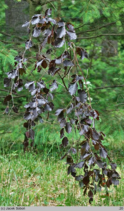 Fagus sylvatica Purple Fountain