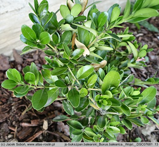 Buxus balearica (bukszpan balearski)