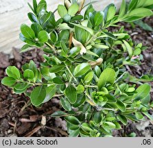 Buxus balearica (bukszpan balearski)