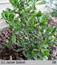 Buxus balearica (bukszpan balearski)