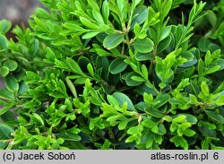 Buxus sinica (bukszpan koreański)