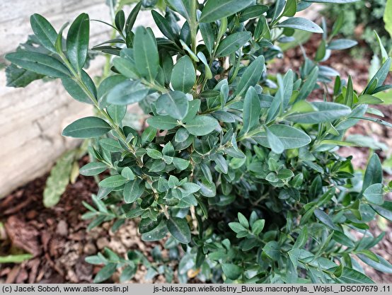 Buxus macrophylla (bukszpan wielkolistny)