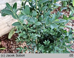 Buxus macrophylla (bukszpan wielkolistny)