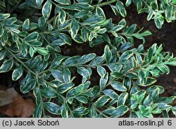 Buxus sempervirens Marginata