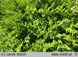 Buxus sempervirens Kraków