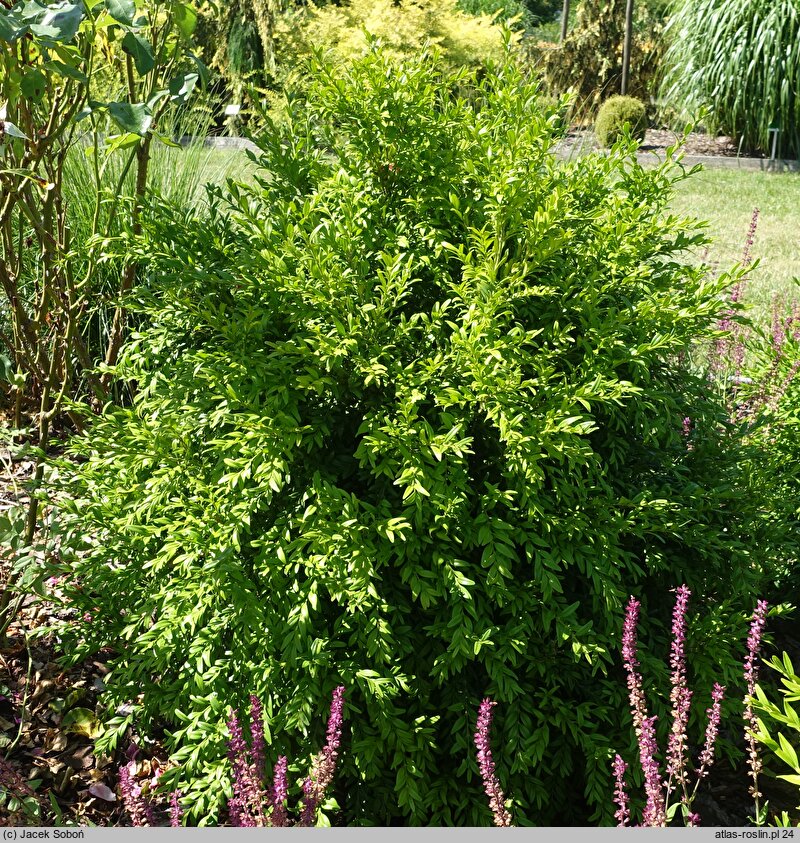 Buxus sempervirens Kraków