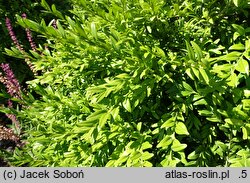 Buxus sempervirens Kraków