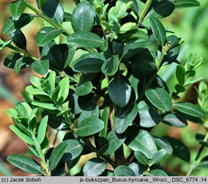 Buxus hyrcana