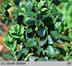 Buxus hyrcana