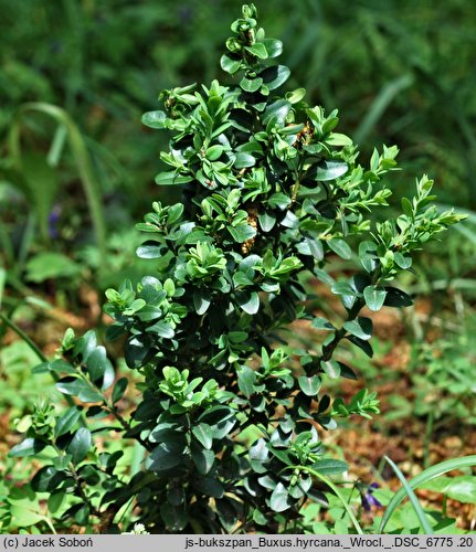 Buxus hyrcana