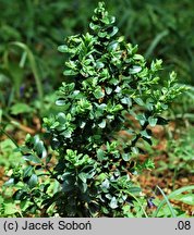 Buxus hyrcana