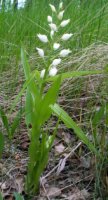 Cephalanthera longifolia