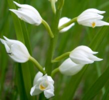 Cephalanthera longifolia