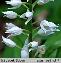 Cephalanthera longifolia (buławnik mieczolistny)