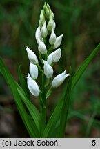 Cephalanthera longifolia (buławnik mieczolistny)