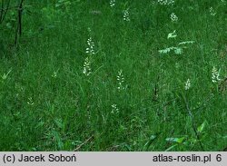 Cephalanthera longifolia (buławnik mieczolistny)