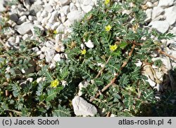 Tribulus terrestris (buzdyganek naziemny)