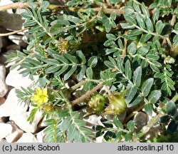 Tribulus terrestris (buzdyganek naziemny)