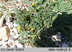 Tribulus terrestris (buzdyganek naziemny)