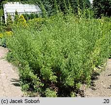 Artemisia abrotanum