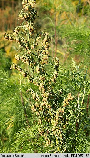 Artemisia abrotanum